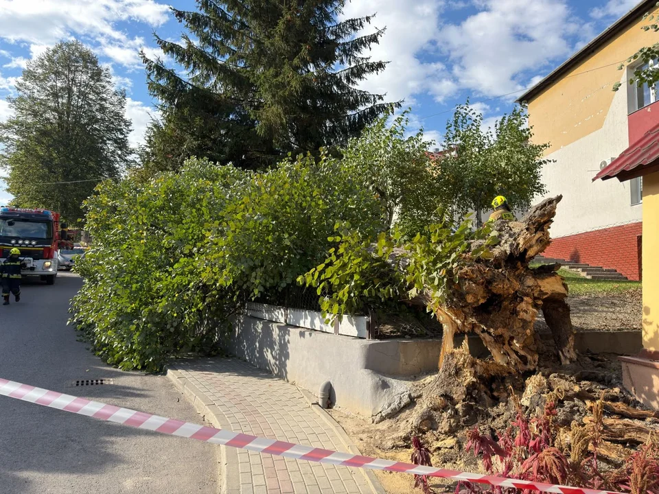 Wichura wyrwała drzewo z korzeniami na terenie podstawówki pod Rzeszowem
